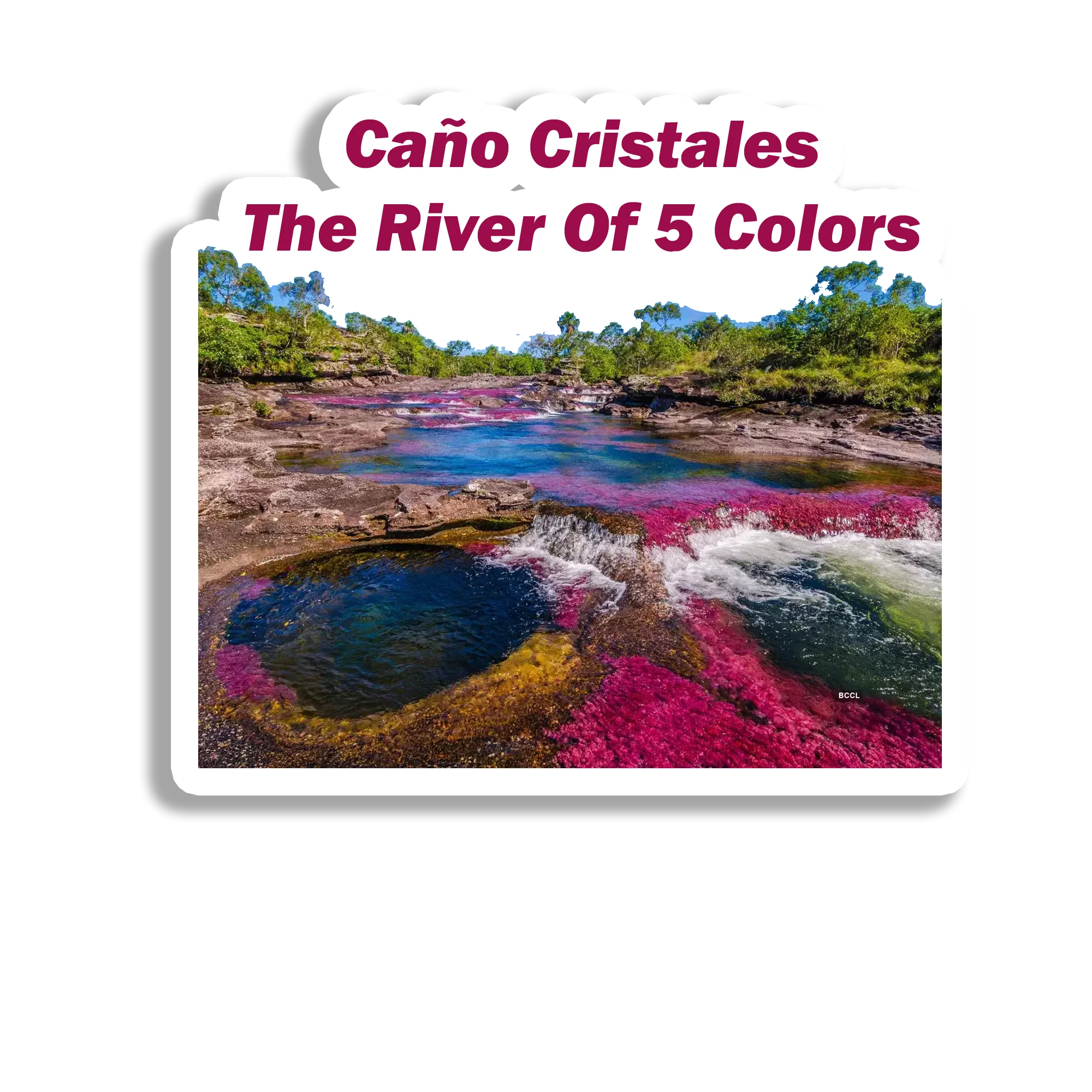 Cano Cristales Souvenir Fridge Magnet