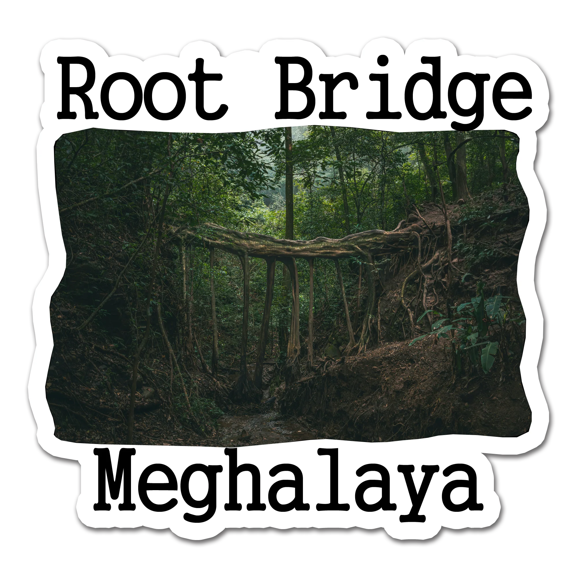 ShopTwiz Root Bridge 2 (Meghalaya) Awesome City Lovely Door Magnets And Fridge Magnet